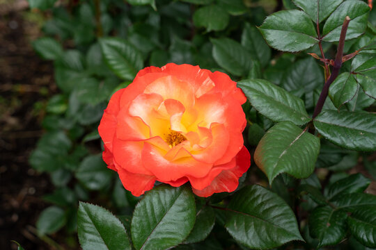 Chihuly Rose flowers in a garden. United States.