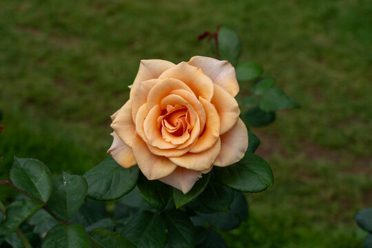 A Marilyn Monroe Rose flower in a garden. United States. 