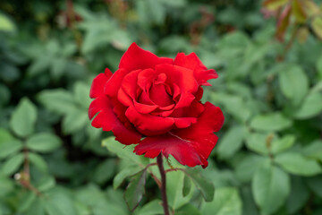 An Opening Night Rose flower growing in the garden. United States.