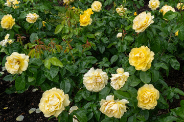  Happy Go Lucky Rose flowers growing in the garden. United States.