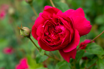 A Pink Freedom Rose flower in a garden. United States.