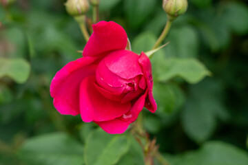 Close-up of a Pink Freedom rose flower in a garden.