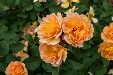  Honey Perfume Rose flowers growing in the garden. United States.