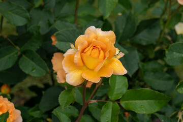 Close-up of Honey Perfume rose flowers in a garden.