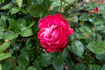  Girls' Night Out Rose flowers growing in the garden. United States.