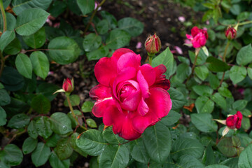 Obraz premium Close-up of Girls' Night Out rose flowers in a garden.