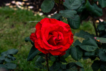 Close-up of a Legends Rose rose flower in a garden.