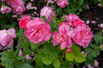 Sitting Pretty Rose flowers growing in the garden. United States. 