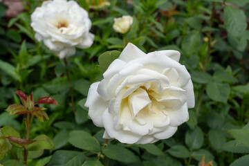 Sugar Moon Rose flowers growing in the garden. United States.