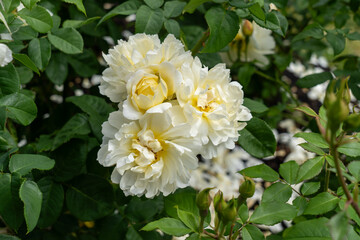 Imogen Rose flowers growing in the garden. United States.