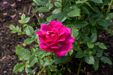 A Perfume Factory Rose flower growing in the garden. United States.