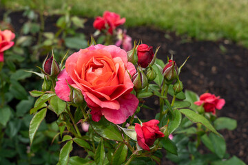 Uptown Girl Rose flowers growing in the garden. United States.