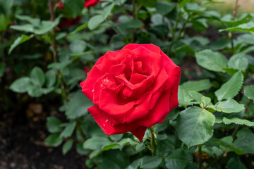 Veterans' Honor Rose flowers growing in the garden. United States.