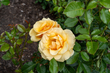 St. Tropez Rose flowers growing in the garden. United States.