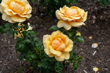 St. Tropez Rose flowers growing in the garden. United States.