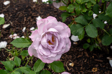 Silver Lining Rose flowers growing in the garden. United States.