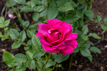 Perfume Factory Rose flowers growing in the garden. United States.