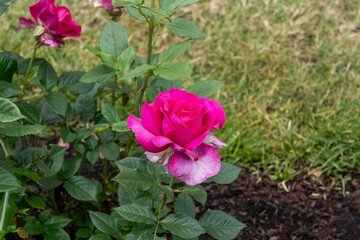 Perfume Factory Rose flowers growing in the garden. United States.