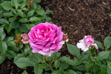 Perfume Factory Rose flowers growing in the garden. United States.