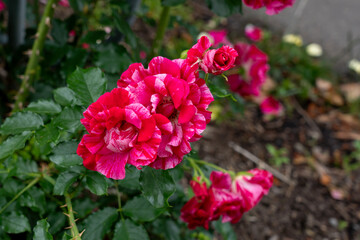 Shadow Dancer Rose flowers growing in the garden. United States.