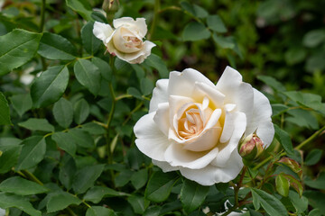 Kosmos Fairy Tale Rose flowers growing in the garden. United States.