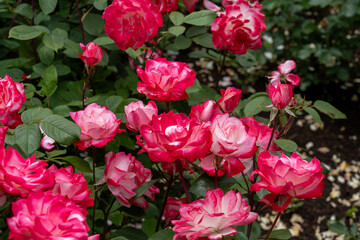 Candy Cane Cocktail Rose flowers growing in the garden. United States.