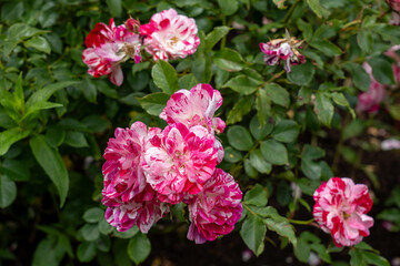 Rockin' Robin Rose flowers growing in the garden. United States.