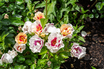 State of Grace Rose flowers growing in the garden. United States.