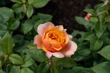 State of Grace Rose flowers growing in the garden. United States.