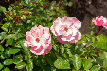 Passionate Kisses Rose flowers growing in the garden. United States.