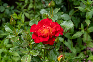 A Ketchup And Mustard Rose flower growing in the garden. United States.