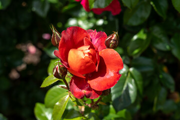 Hot Cocoa Rose flowers growing in the garden. United States.
