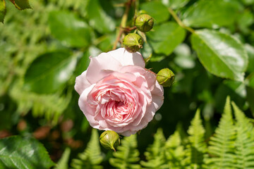 
Larissa Rose flowers growing in the garden. United States.
