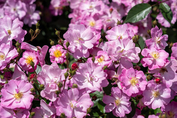 Lavender Dream Rose flowers growing in the garden. United States.