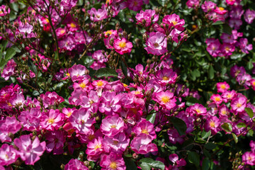 DayDream Rose flowers growing in the garden. United States.
