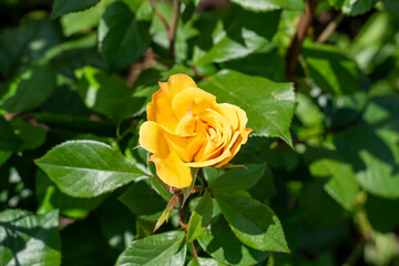 Tequila Gold Rose flowers growing in the garden. United States.
