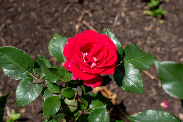 Take It Easy Rose flowers growing in the garden. United States.