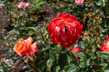 Colorific Rose flowers growing in the garden. United States.