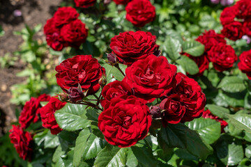 Walking on Sunshine Rose flowers growing in the garden. United States.
