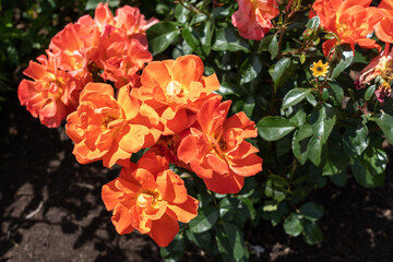 Spanish Sunset Rose flowers growing in the garden. United States.