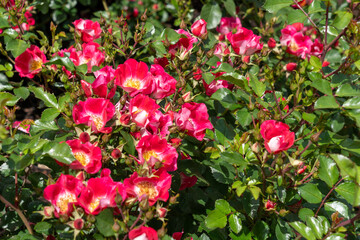 
Carefree Spirit Rose flowers growing in the garden. United States.

