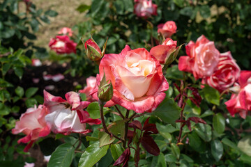 Gemini Rose flowers growing in the garden. United States.