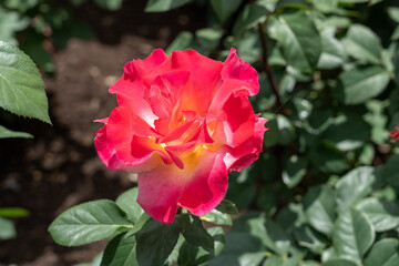 Sunset Horizon Rose flowers growing in the garden. United States.