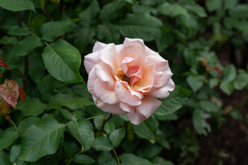 A Mother of Pearl Rose flower growing in the garden. United States.