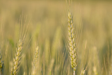 ripening ear of rye in the field