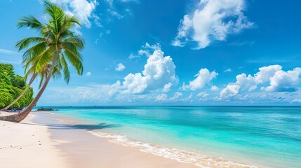 A beautiful beach with a palm tree and a clear blue ocean