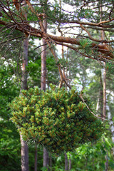 Witch's broom on a coniferous tree in a forest