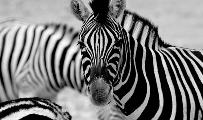Black and white zebra