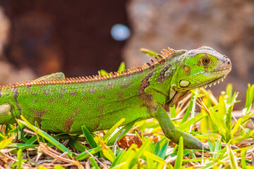 Iguana in green meadow in Tampico tamaulipas