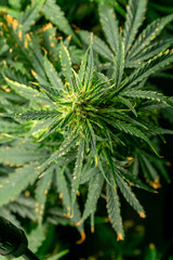 Cannabis Pflanze